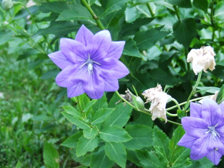 my double balloon flowers