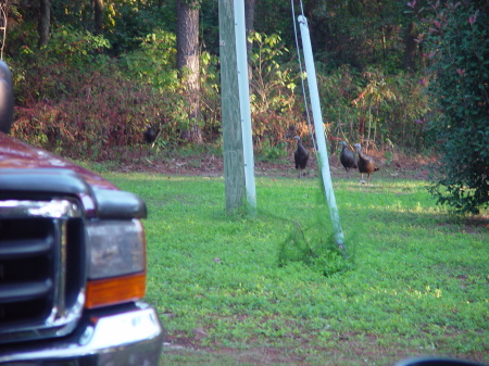 more turkeys