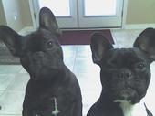 My French Bulldogs~Reno & Rayley