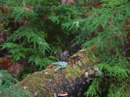 GREY SQUIRREL SNACKING