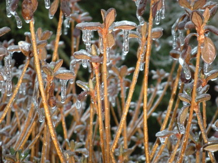 Ice Storm - Jan 2009