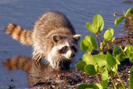 Racoon in wildlife refuge on island.