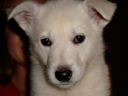 Zero, my new puppy I got for Christmas, 2008