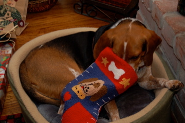 Even the dog gets a Christmas stocking!