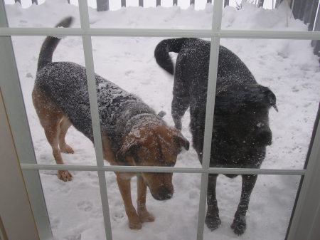 Brrrr..Let us in