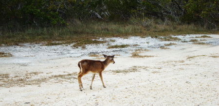 KEY DEER -BIG PINE KEY-FLA. KEYS