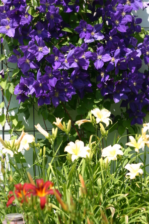clematis, daylilies
