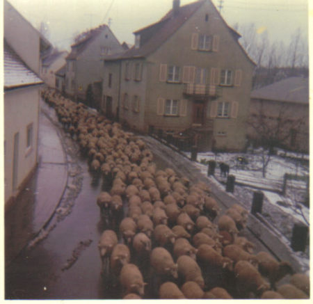 Here's the sheep on Kottweilerer Strasse