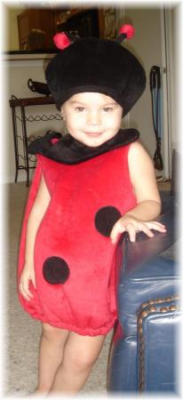 Beautiful Lady Bug