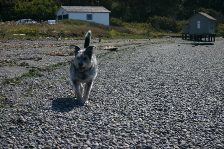 BEACH AT CLINE SPIT (San Juan De Fuca)