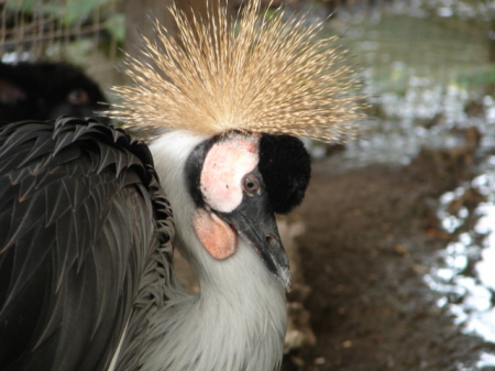 African Crane