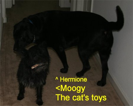 the cat's toys