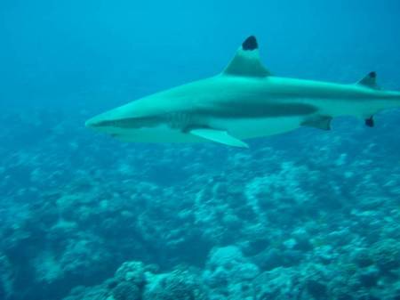 Blk Tip Reef Shark