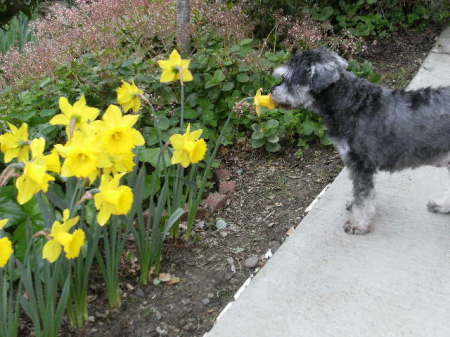 Stop and smell the daffodils