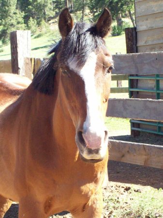 Madison's horse, Bandit