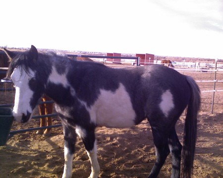 Feather -- my little "gift" horse