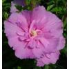 Chiffon Pink Flower