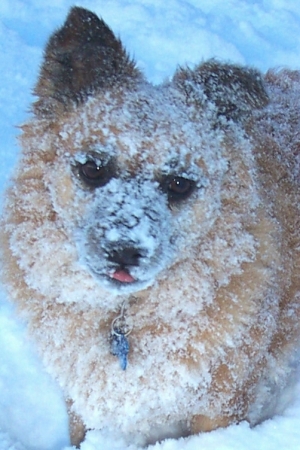 My Dog, Sierra after a big snow
