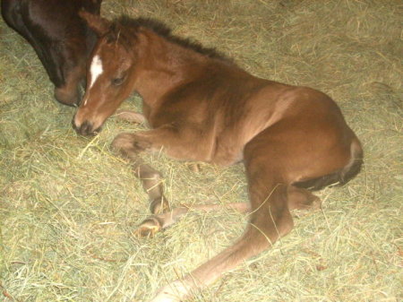 NEW BABY FILLY