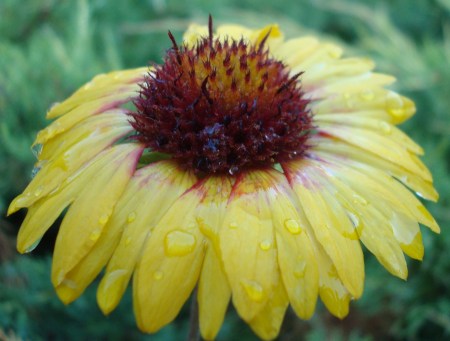 A Daisy in Big Bear