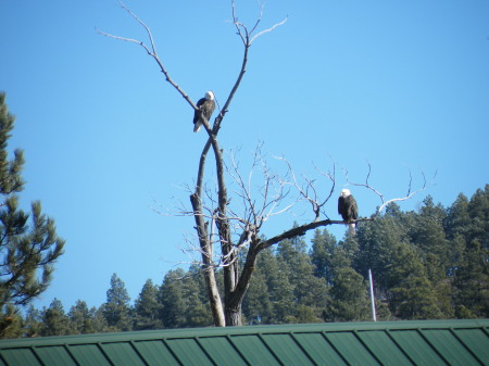 The eagles out back in our trees!