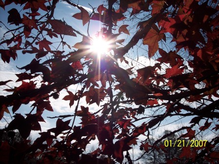 Sunlight through the sweetgum.