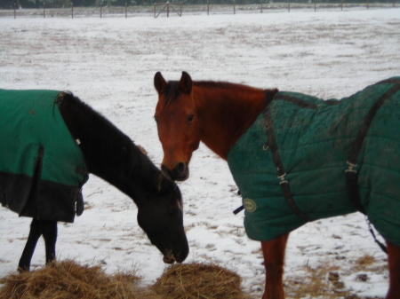 More of our horses