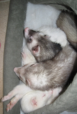 Three Ferrets Sleeping