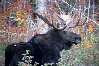 Maine Moose