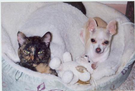 Furry babies Abby and Mija