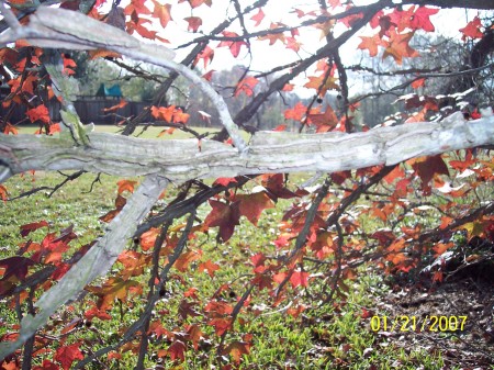 Sweetgum tree limb detail.