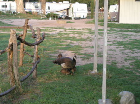 Retreat in St. David, AZ