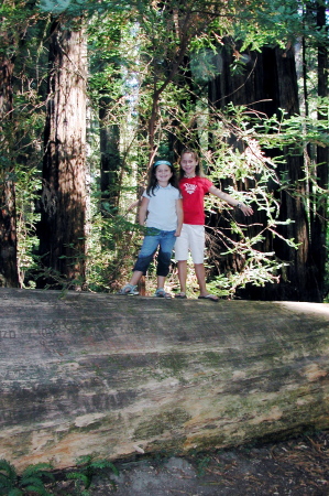 Queens of the Giant Redwoods