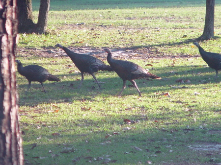 wild turkeys in my yard