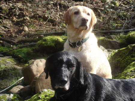 Our pups, Domino and Maggie