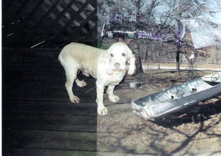 Tramp with haircut, double exposed