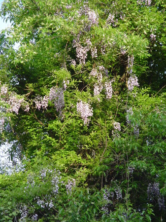 My Wisteria