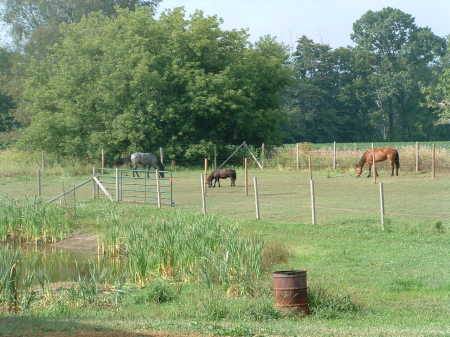 some of my horses