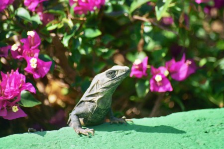 Aruba