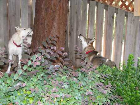 Sequoia and Breeze watching the squirrel
