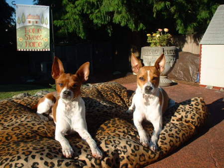 A Sunny Morning on the Pillow