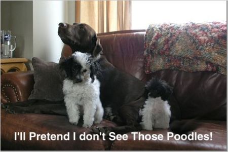 The poodles have it.