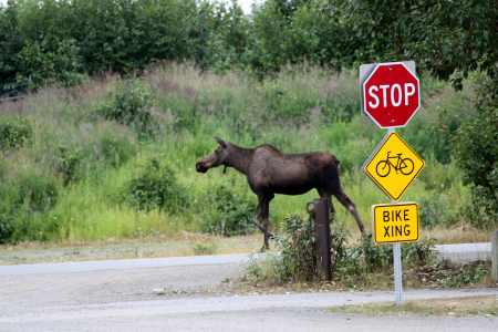 Welcome to Alaska Moose