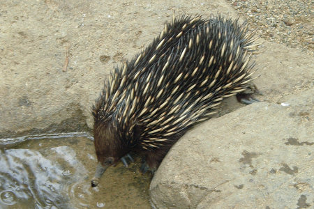 Echidna (Tasmania)