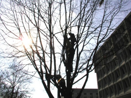 People climbed trees to see the podium!