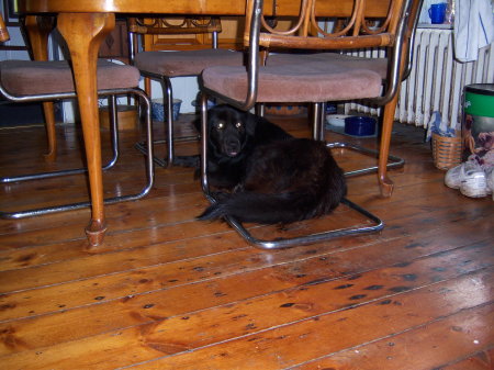 Sambo hiding under the kitchen table