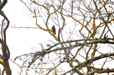 Robin outside my window