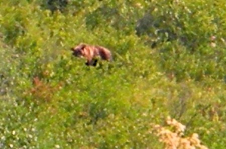 grizzly bear2