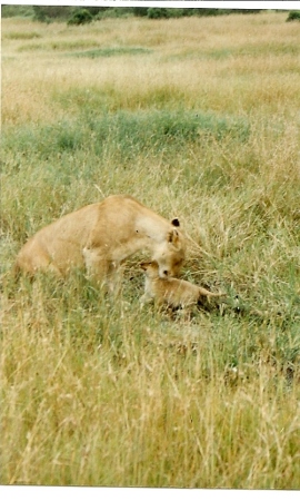African Safari--Lioness Snuggling with Her Cub