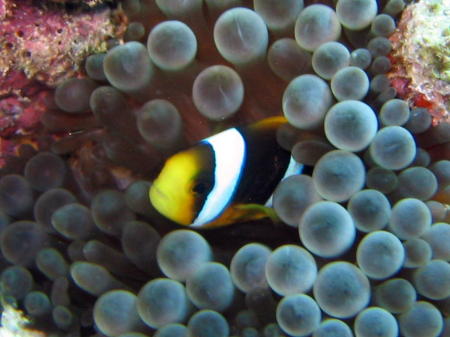Clown fish, Fiji